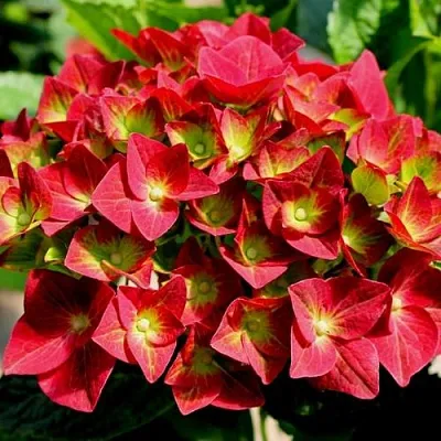 Гортензия ГРИН ШАДОУ крупнолистная  Гортензия ГРИН ШАДОУ крупнолистная в Москве