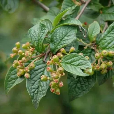 Кизильник пузырчатый в Москве