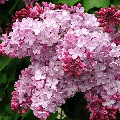 Сирень ЭСТЕР СТЕЙЛИ  Сирень ЭСТЕР СТЕЙЛИ в Москве