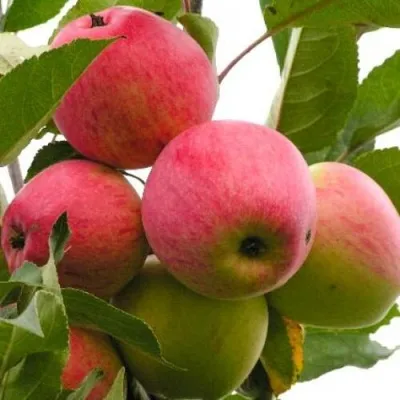 Яблоня МЕЧТА — описание сорта Яблоня МЕЧТА в Москве