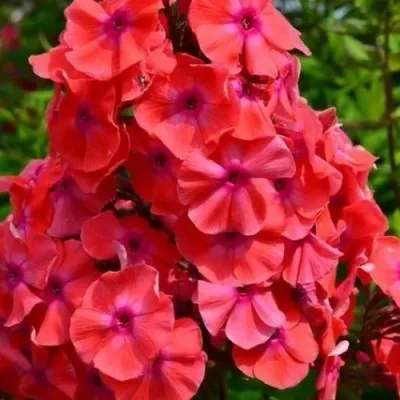 Флокс ТЕКИЛА САНРАЙЗ метельчатый — описание сорта Флокс ТЕКИЛА САНРАЙЗ метельчатый в Москве