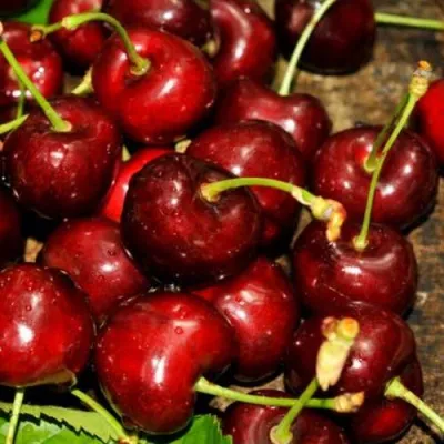 Черешня САММИТ в Москве