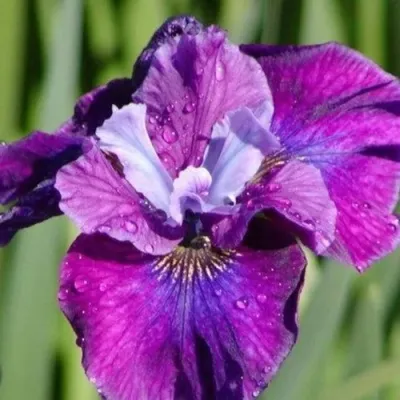 Ирис СИ Я ЛЕЙТЕР сибирский — описание сорта Ирис СИ Я ЛЕЙТЕР сибирский в Москве