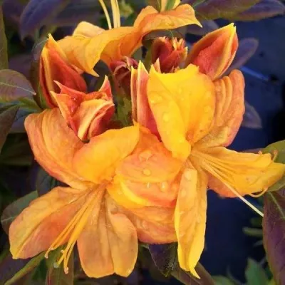 Азалия КЛОНДАЙК листопадная — описание сорта Азалия КЛОНДАЙК листопадная в Москве