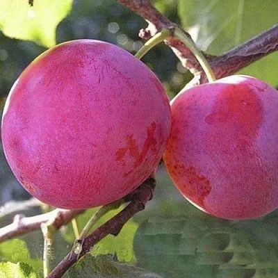 Слива ДЕЛИКАТНАЯ  Слива ДЕЛИКАТНАЯ в Москве