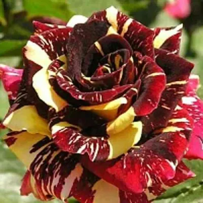 Саженцы роз ФОКУС ПОКУС флорибунда — описание сорта Саженцы роз ФОКУС ПОКУС флорибунда в Москве