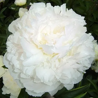 Пион УАЙТ САРА БЕРНАР травянистый  Пион УАЙТ САРА БЕРНАР травянистый в Москве