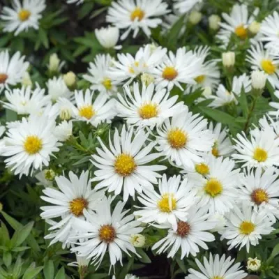 Астра КРИСТИНА кустарниковая — описание сорта Астра КРИСТИНА кустарниковая в Москве