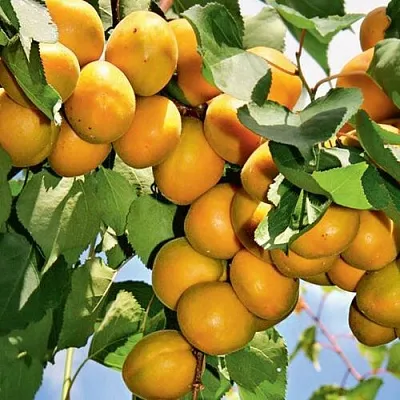 Абрикос БРЯНСКИЙ РАННИЙ в Москве