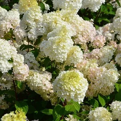 Гортензия ДИАМАНТИНО метельчатая в Москве