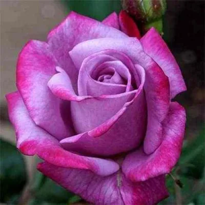 Саженцы роз ПАРАДИЗ чайно-гибридная — описание сорта Саженцы роз ПАРАДИЗ чайно-гибридная в Москве