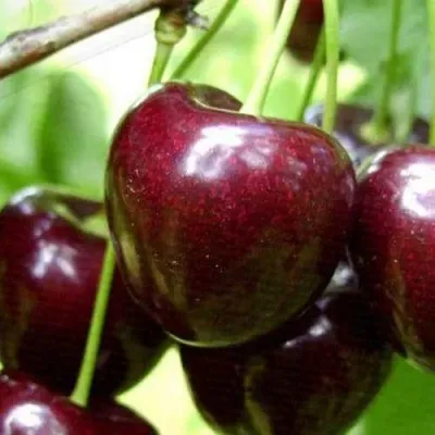 Черешня РОССОШАНСКАЯ КРУПНАЯ — описание сорта Черешня РОССОШАНСКАЯ КРУПНАЯ в Москве