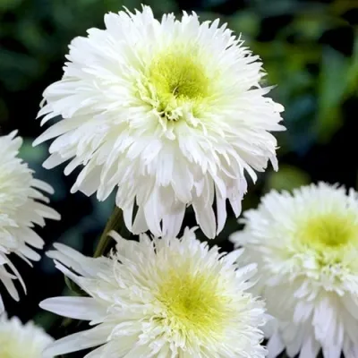 Нивяник ФИОНА ГОГХИЛЛ великолепный — описание сорта Нивяник ФИОНА ГОГХИЛЛ великолепный в Москве