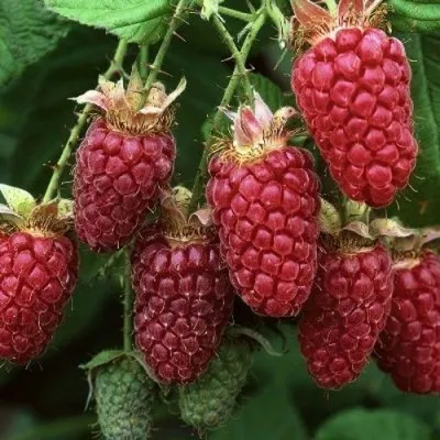 Малина РУБИНОВОЕ ОЖЕРЕЛЬЕ — описание сорта Малина РУБИНОВОЕ ОЖЕРЕЛЬЕ в Москве