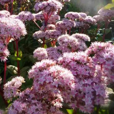 Очиток (седум) МАТРОНА — описание сорта Очиток (седум) МАТРОНА в Москве