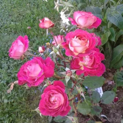 Саженцы роз МАЛЕЙКА чайно-гибридная в Москве