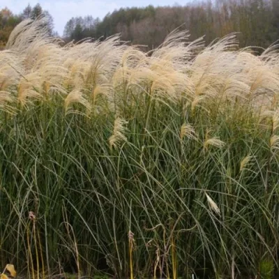 Мискантус ВАНИЛЛА СКАЙ китайский — описание сорта Мискантус ВАНИЛЛА СКАЙ китайский в Москве