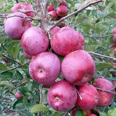 Яблоня ФЛОРИНА в Москве