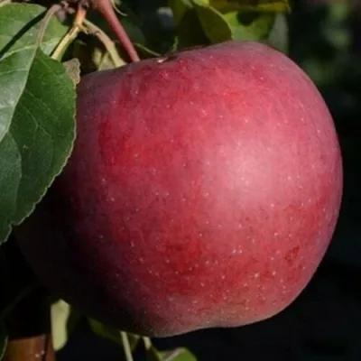 Яблоня БЕЛОРУССКОЕ СЛАДКОЕ — описание сорта Яблоня БЕЛОРУССКОЕ СЛАДКОЕ в Москве