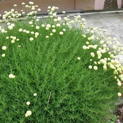 Сантолина зеленеющая  Сантолина зеленеющая в Москве