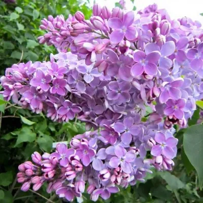 Сирень ОЛЯ в Москве