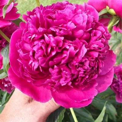 Пион АВГУСТИН ДОР травянистый — описание сорта Пион АВГУСТИН ДОР травянистый в Москве