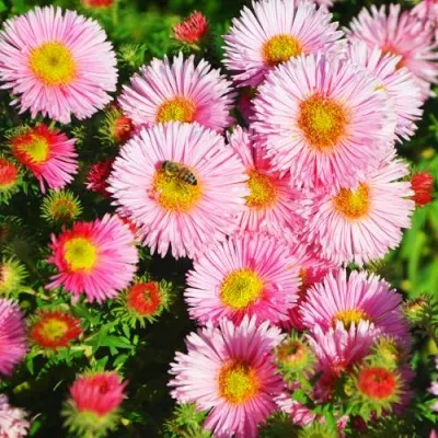 Астра РУДЕЛЬСБУРГ новоанглийская — описание сорта Астра РУДЕЛЬСБУРГ новоанглийская в Москве