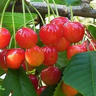 Черешня ДОНЧАНКА в Москве