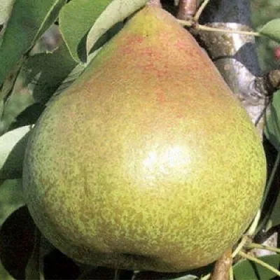 Груша КОРОЛЛА  Груша КОРОЛЛА в Москве