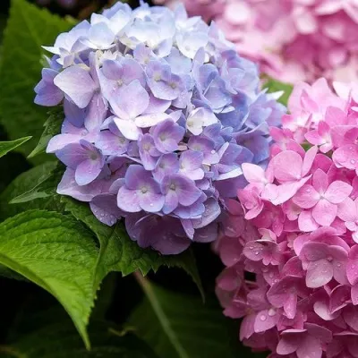 Гортензия БЕСКОНЕЧНОЕ ЛЕТО крупнолистная — описание сорта Гортензия БЕСКОНЕЧНОЕ ЛЕТО крупнолистная в Москве