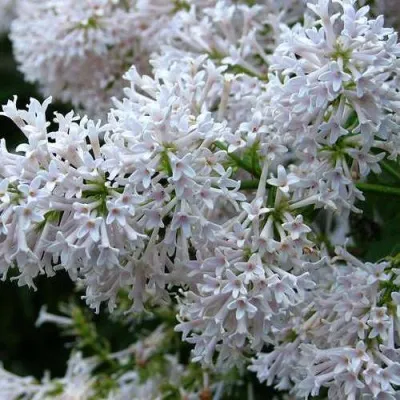 Сирень АГНЕС СМИТ в Москве