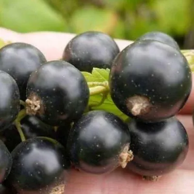 Смородина черная БИГ БЕН — описание сорта Смородина черная БИГ БЕН в Москве