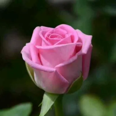 Саженцы роз АКВА чайно-гибридная — описание сорта Саженцы роз АКВА чайно-гибридная в Москве