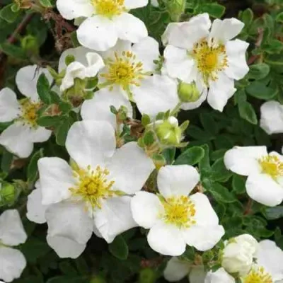 Лапчатка ТИЛФОРД КРИМ кустарниковая — описание сорта Лапчатка ТИЛФОРД КРИМ кустарниковая в Москве