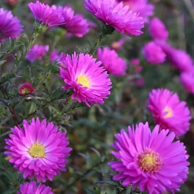 Астра КАРМИНКУППЕЛЬ  Астра КАРМИНКУППЕЛЬ в Москве