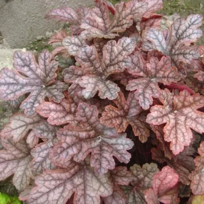 Гейхера ГАНСМОУК — описание сорта Гейхера ГАНСМОУК в Москве