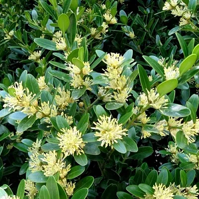 Самшит  Самшит в Москве