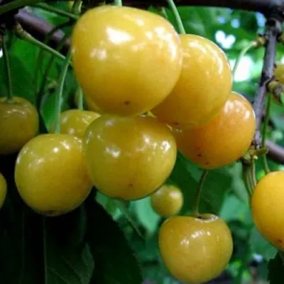 Черешня РОССОШАНСКАЯ ЗОЛОТАЯ — описание сорта Черешня РОССОШАНСКАЯ ЗОЛОТАЯ в Москве