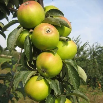 Яблоня ЛУКОМОР колонновидная — описание сорта Яблоня ЛУКОМОР колонновидная в Москве