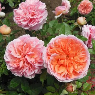 Саженцы роз ЧИППЕНДЕЙЛ чайно-гибридная — описание сорта Саженцы роз ЧИППЕНДЕЙЛ чайно-гибридная в Москве