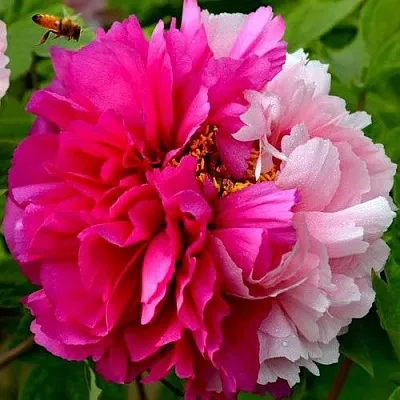 Пион ДВЕ СЕСТРЫ древовидный в Москве