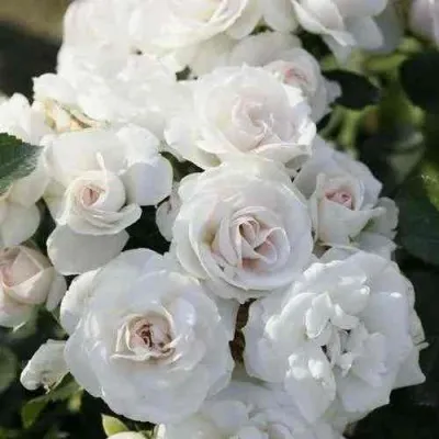 Саженцы роз АСПИРИН флорибунда — описание сорта Саженцы роз АСПИРИН флорибунда в Москве