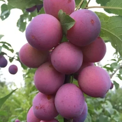 Слива ИМПЕРИАЛ колонновидная  — описание сорта Слива ИМПЕРИАЛ колонновидная  в Москве