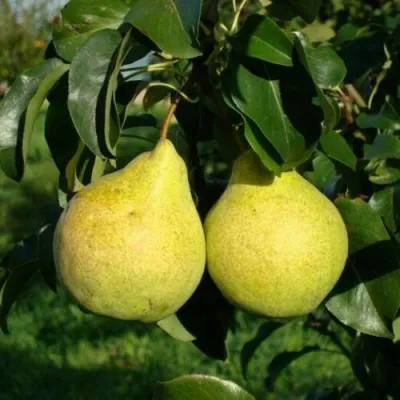 Груша ПРОСТО МАРИЯ — описание сорта Груша ПРОСТО МАРИЯ в Москве