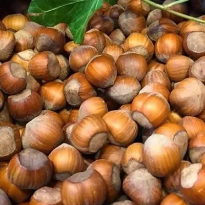 Фундук ТОНДА ДЖИФФОНИ — описание сорта Фундук ТОНДА ДЖИФФОНИ в Москве