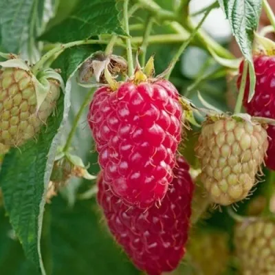 Малина МАРАСТАР — описание сорта Малина МАРАСТАР в Москве