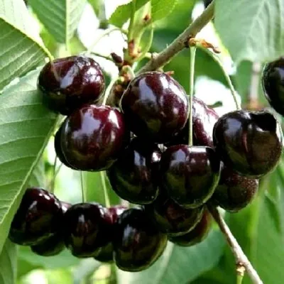 Дюк НОЧКА в Москве