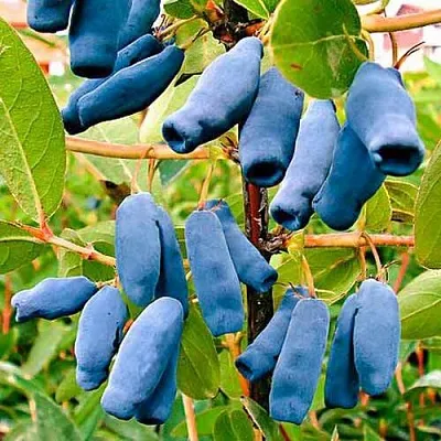 Жимолость съедобная НИМФА (ГАММА)  Жимолость съедобная НИМФА (ГАММА) в Москве