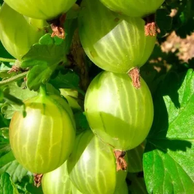 Крыжовник МАЛАХИТ — описание сорта Крыжовник МАЛАХИТ в Москве