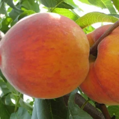 Персик СОЧНЫЙ — описание сорта Персик СОЧНЫЙ в Москве